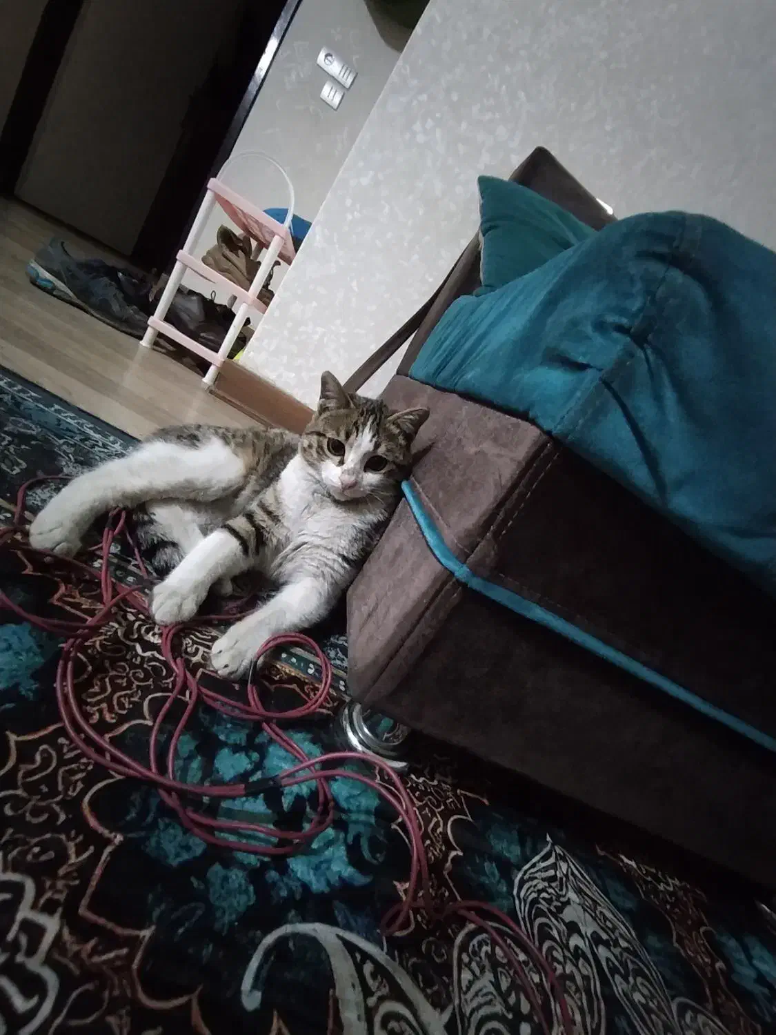 گربه پیدا شده|حیوانات|تهران, طیب|دیوار