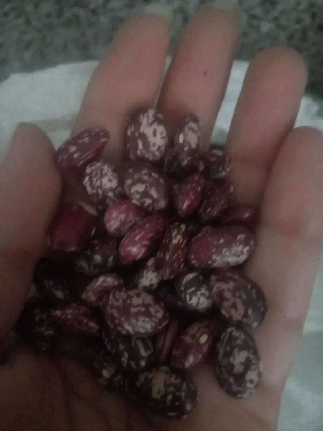 لوبیا چیتی قرمز|خوردنی و آشامیدنی|مشهد, کوشش|دیوار