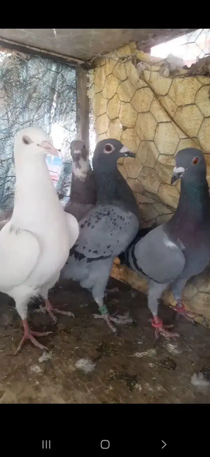 کبوتر کفتر|پرنده|قزوین, |دیوار