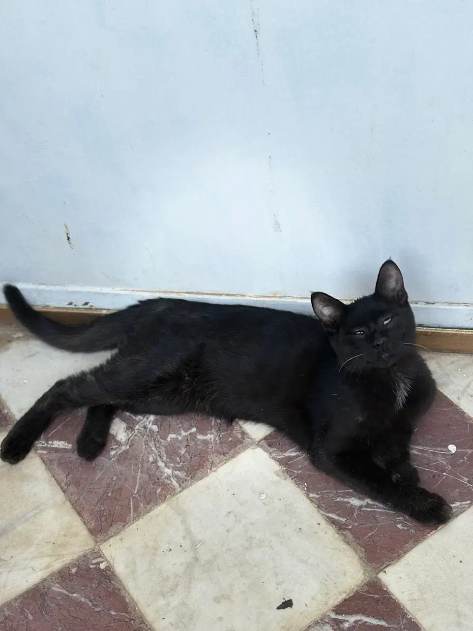 واگذاری گربه|گربه|سنندج, |دیوار