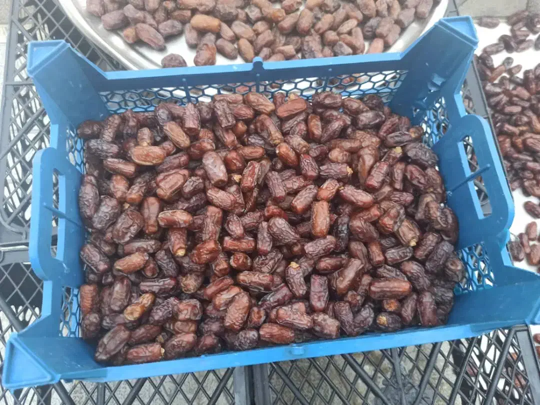 خرمای پیارم|خوردنی و آشامیدنی|شیراز, فرگاز|دیوار