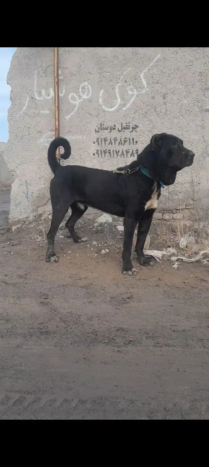 واگذاری سگ سیاه|سگ|تبریز, |دیوار