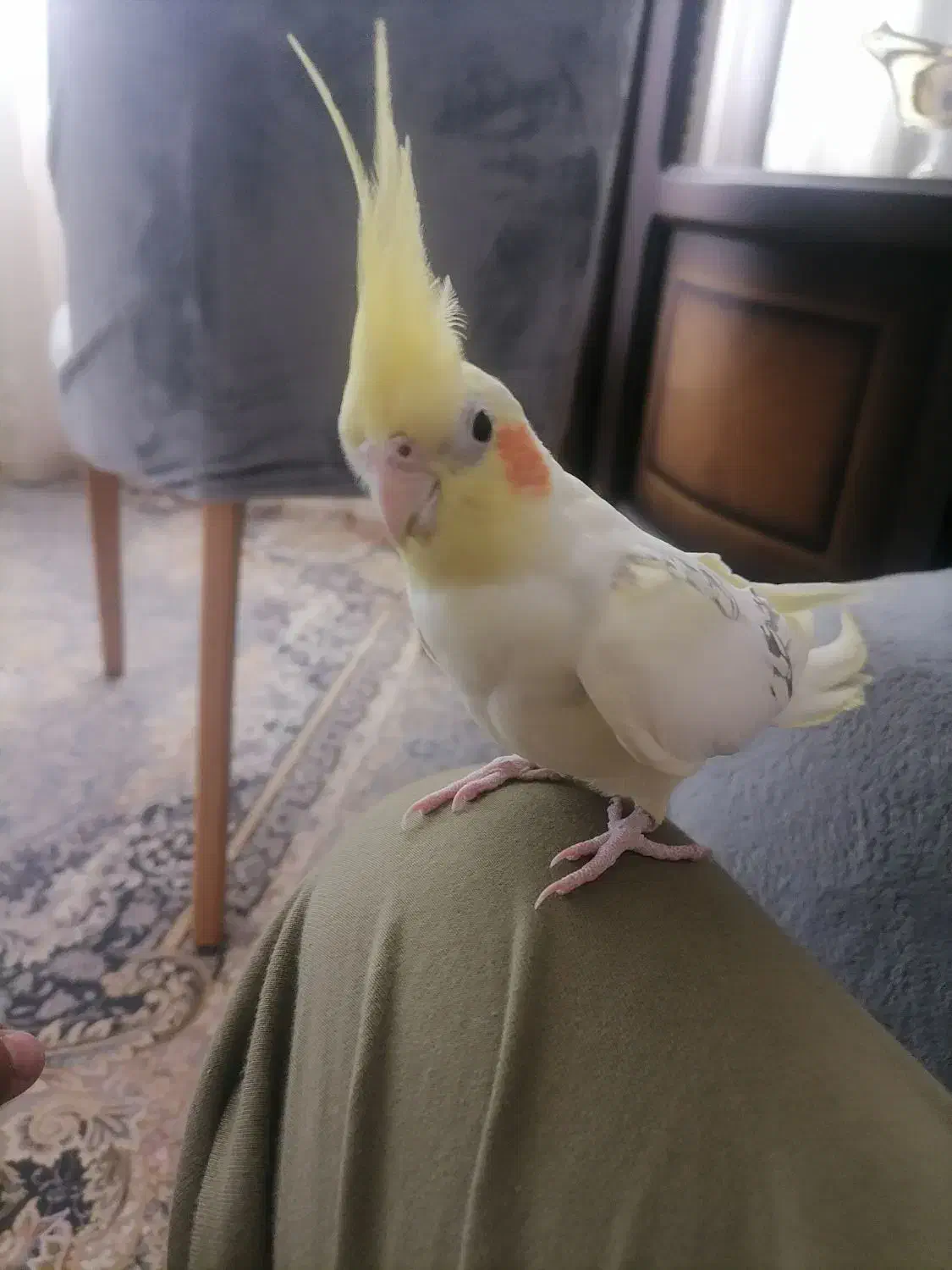 عروس هلندی|پرنده|تاکستان, |دیوار