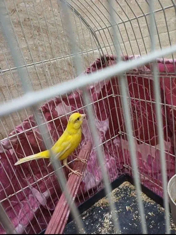 ماده پرتغالی|پرنده|گلستان (تهران), |دیوار