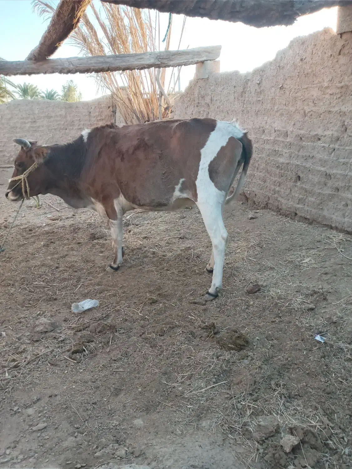 گاو بار دار ۵ماه هست|حیوانات مزرعه|بیرک, |دیوار