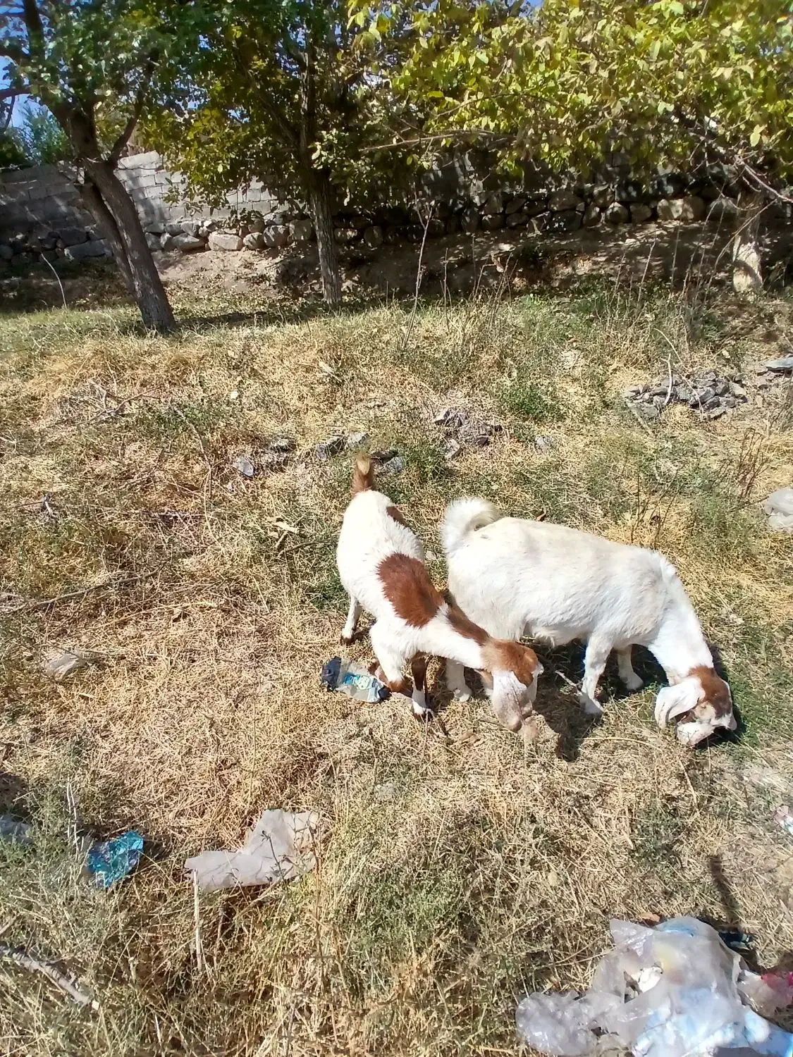 فروش بز|حیوانات مزرعه|جغتای, |دیوار