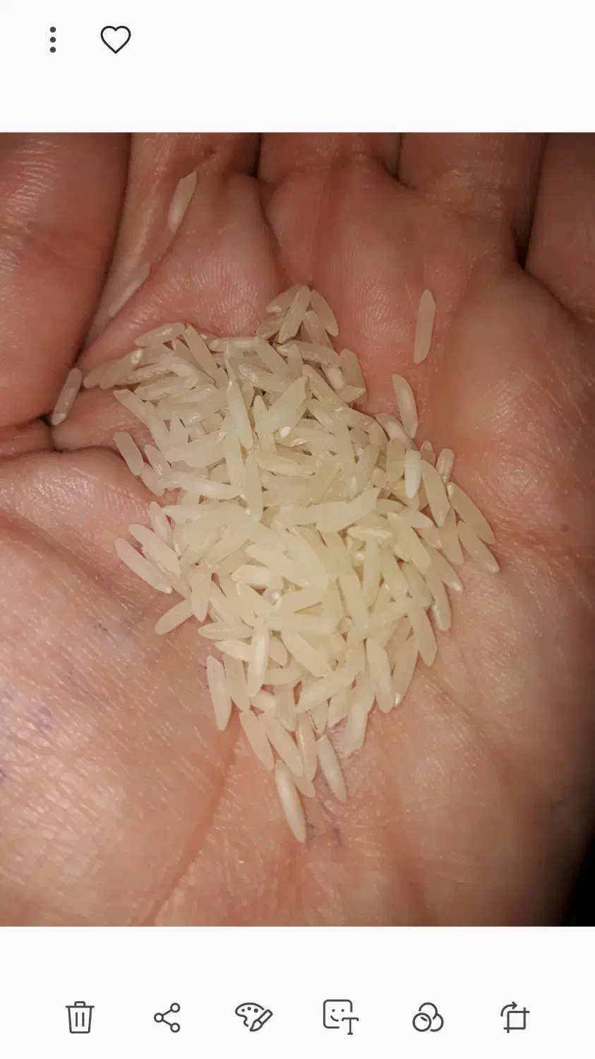 برنج پاکستانی مسکین ۵۷۲|خوردنی و آشامیدنی|مشهد, حسین‌آباد|دیوار