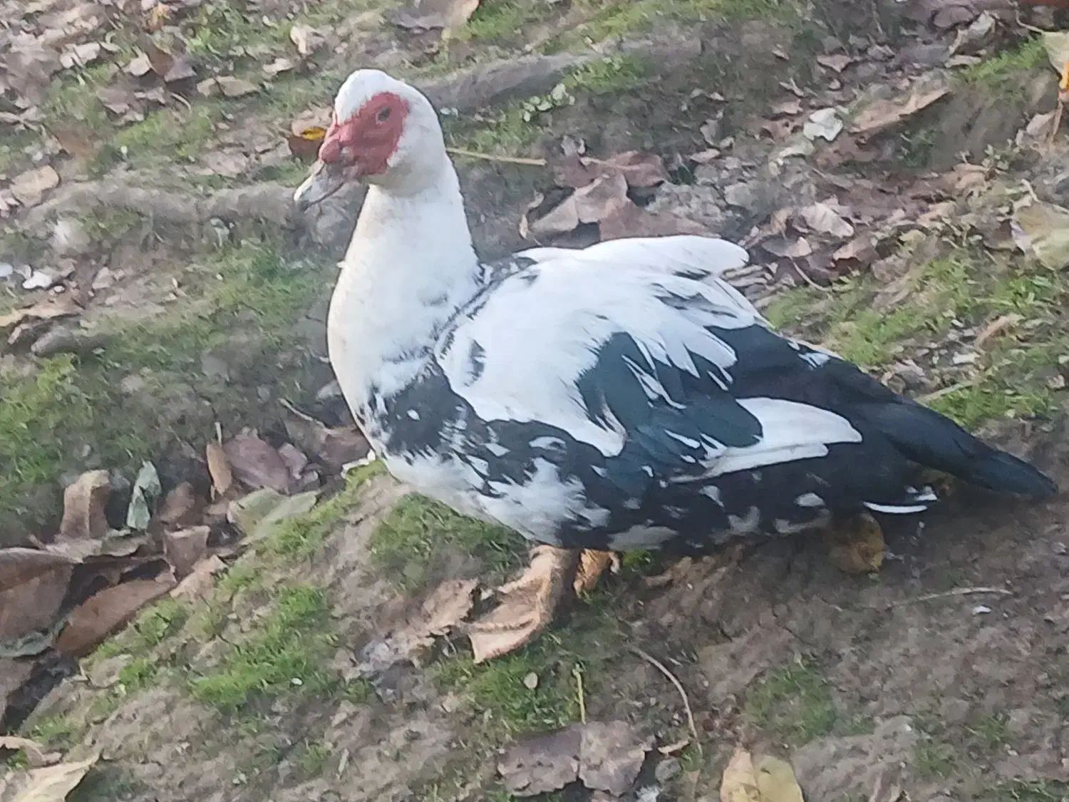 اردک اسرائیلی نر سنگین وزن|حیوانات مزرعه|اطاقور, |دیوار