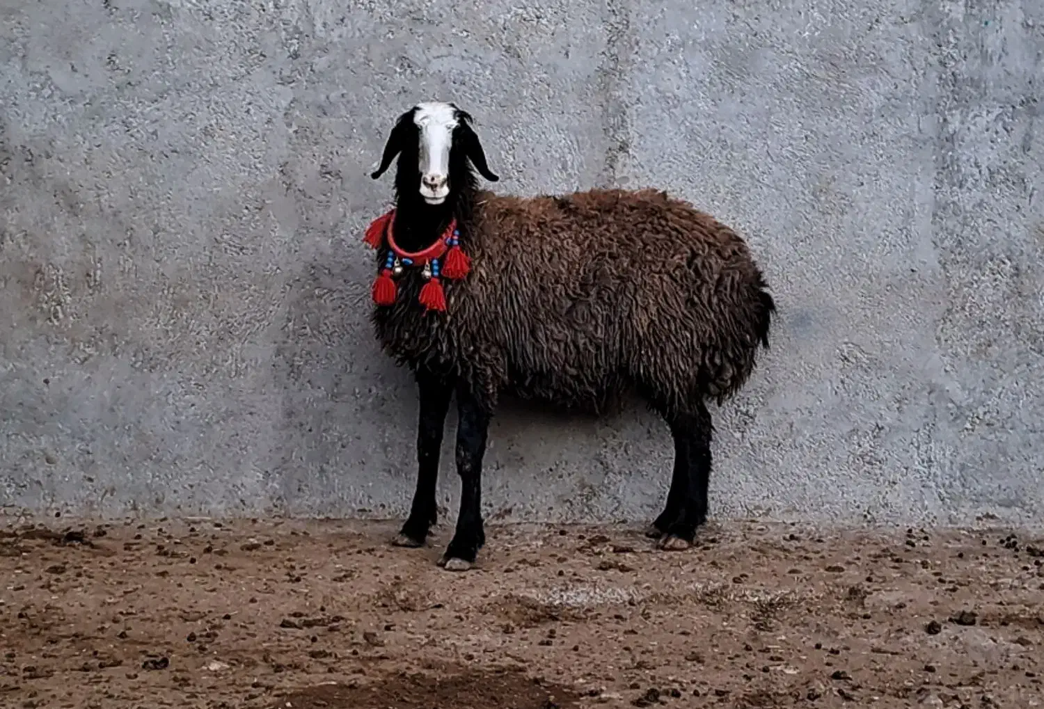 گوسفند ناب و اصیل شال ژن دار دوقلوزا|حیوانات مزرعه|شال, |دیوار