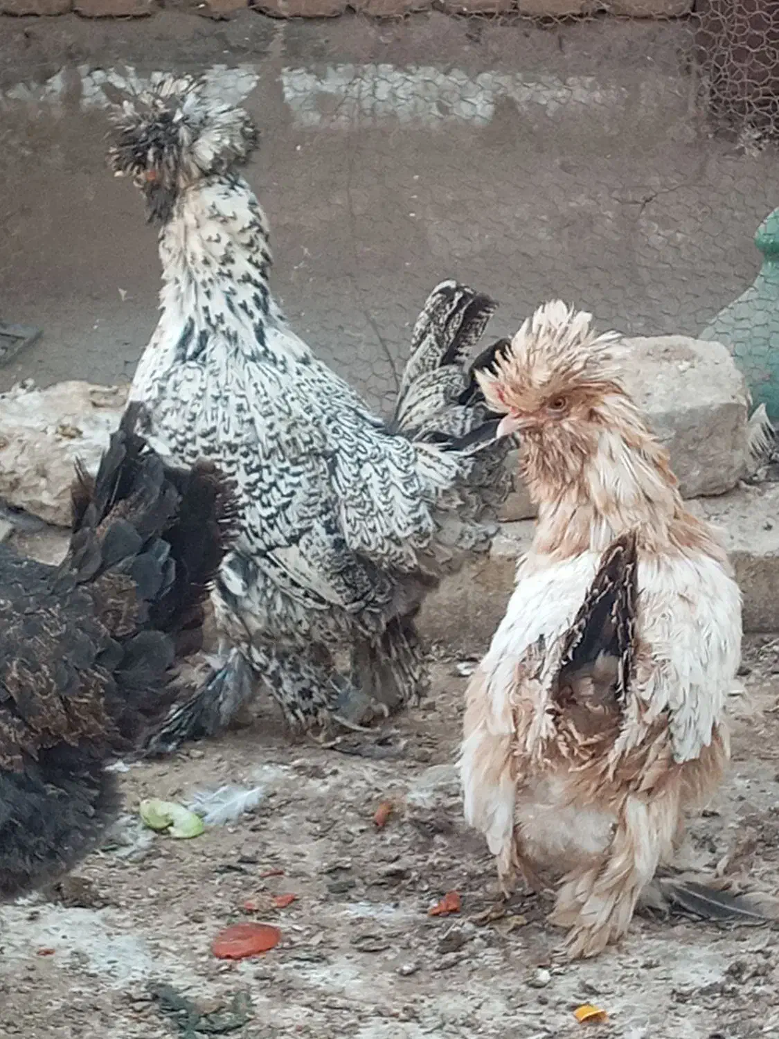 مرغ زینتی|حیوانات مزرعه|آران و بیدگل, |دیوار