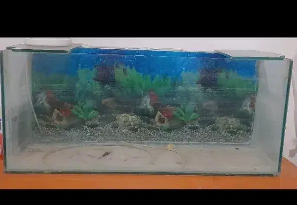 آکواریوم|ماهی|خرم‌آباد, |دیوار