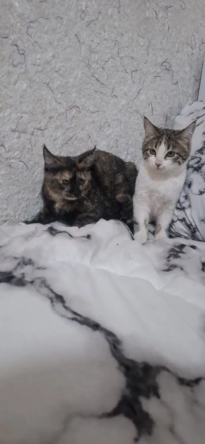 واگذاری گربه دوعدد|گربه|تربت‌حیدریه, ترمینال|دیوار