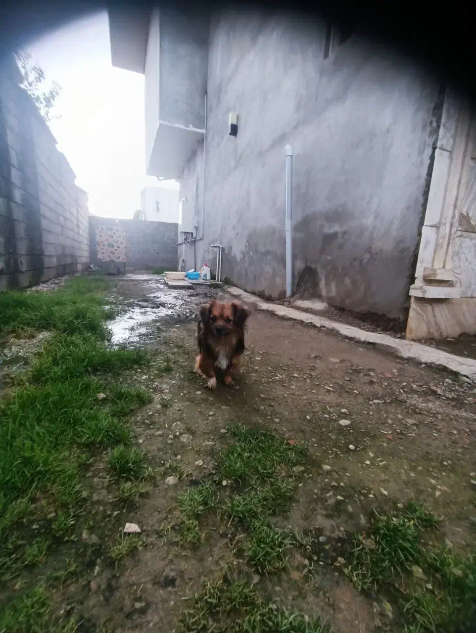 سگ پاکوتاه.|سگ|آمل, |دیوار