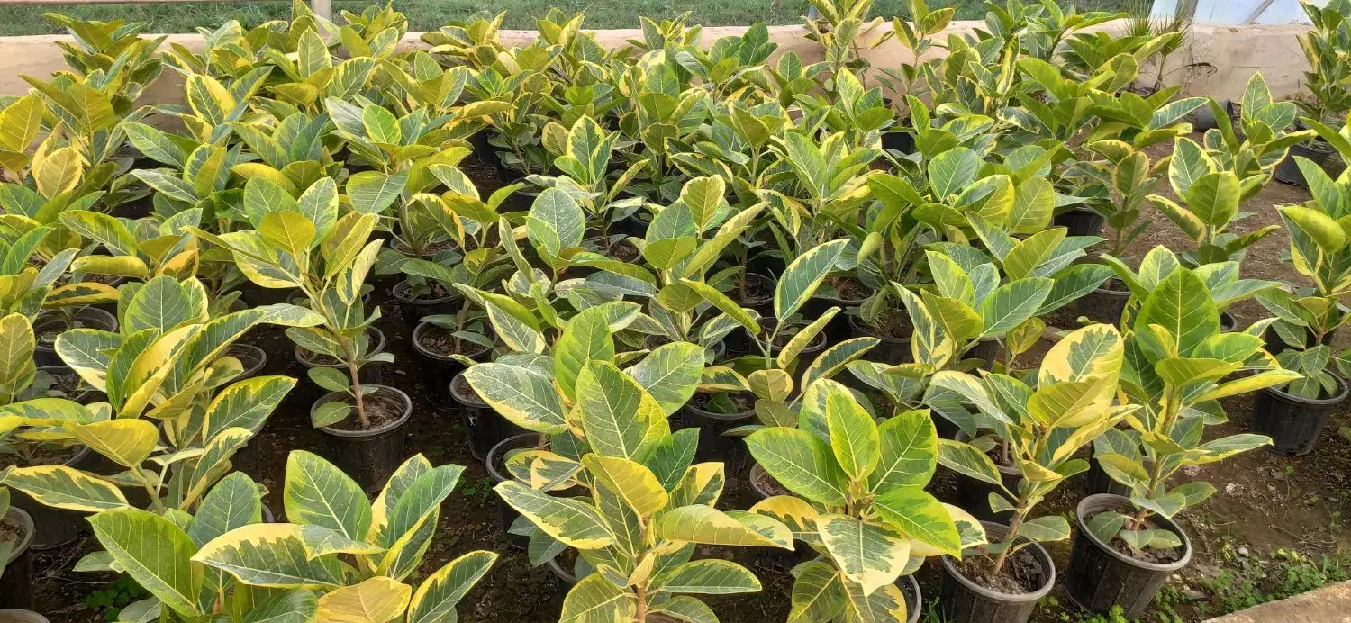 فروش عمده فیکوس شرابی و آلتیسما|گل و گیاه طبیعی|نکا, |دیوار