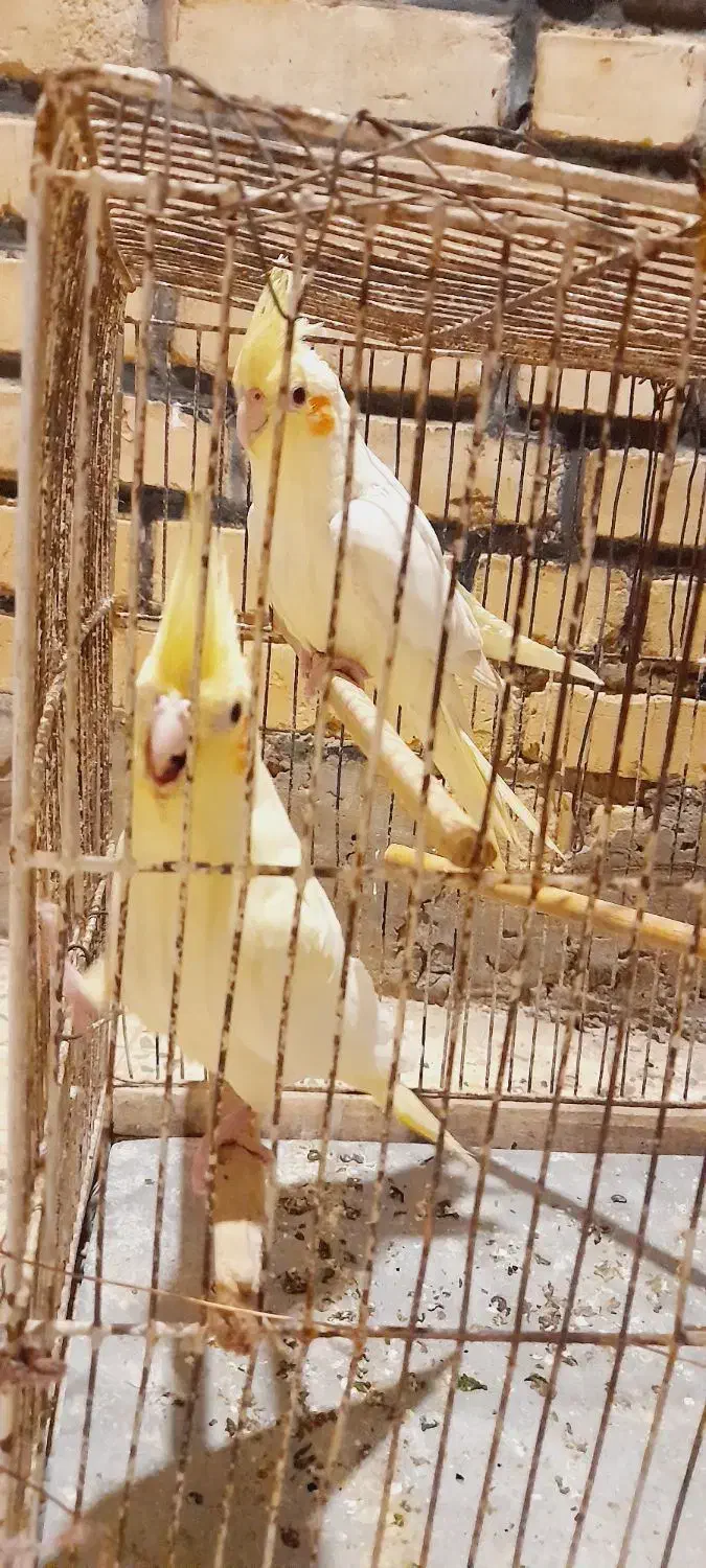 عروس هلندی|پرنده|کارون, |دیوار