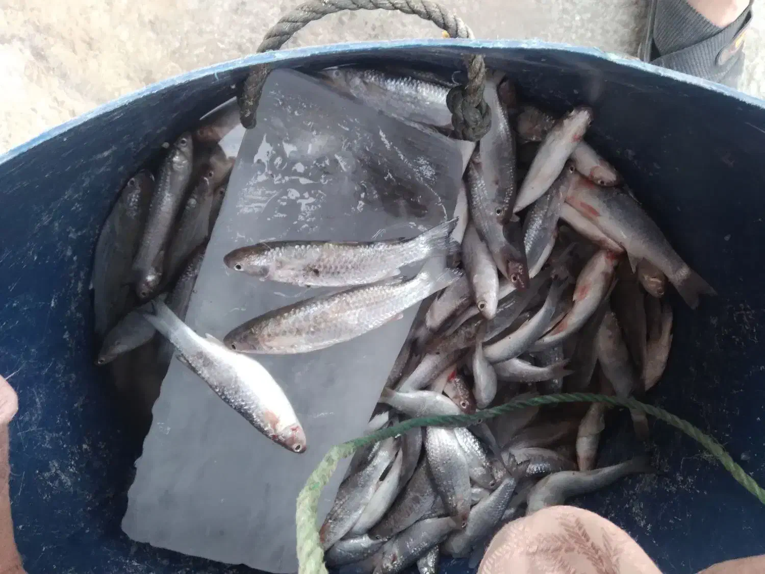 ماهی بیاح تازه صید امروز|ماهی|بندر امام خمینی, |دیوار