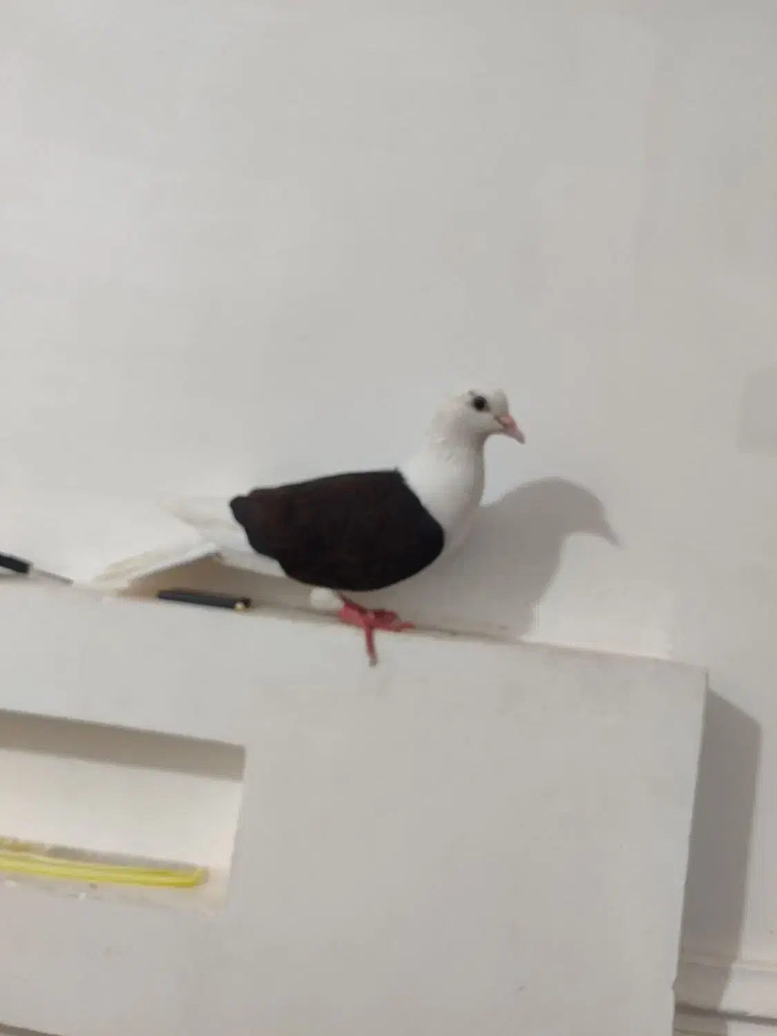 کفتر|پرنده|چابهار, |دیوار