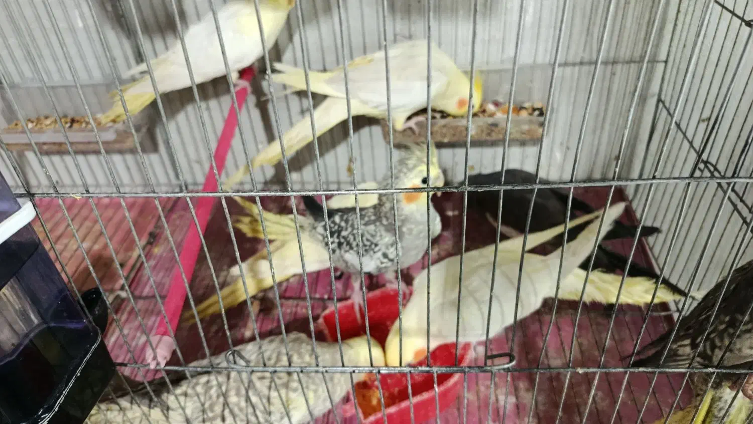 عروس هلندی|پرنده|میاندوآب, |دیوار