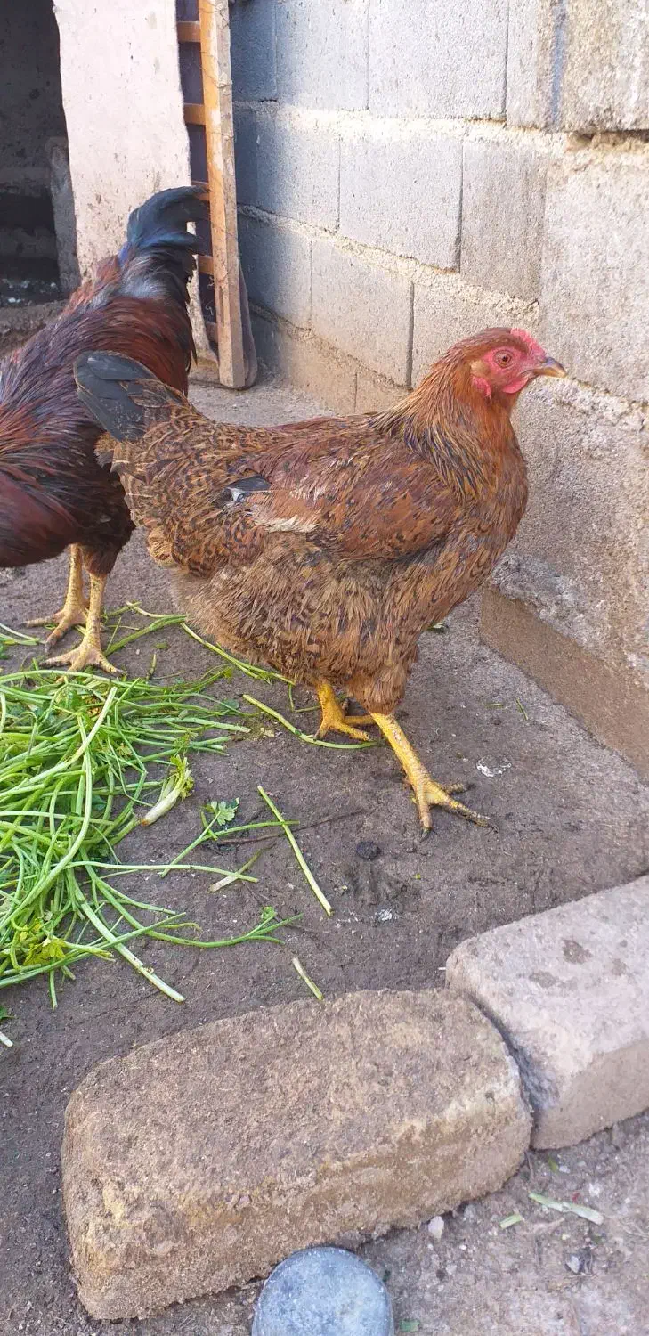 مرغ|حیوانات مزرعه|شیروان (خراسان), |دیوار