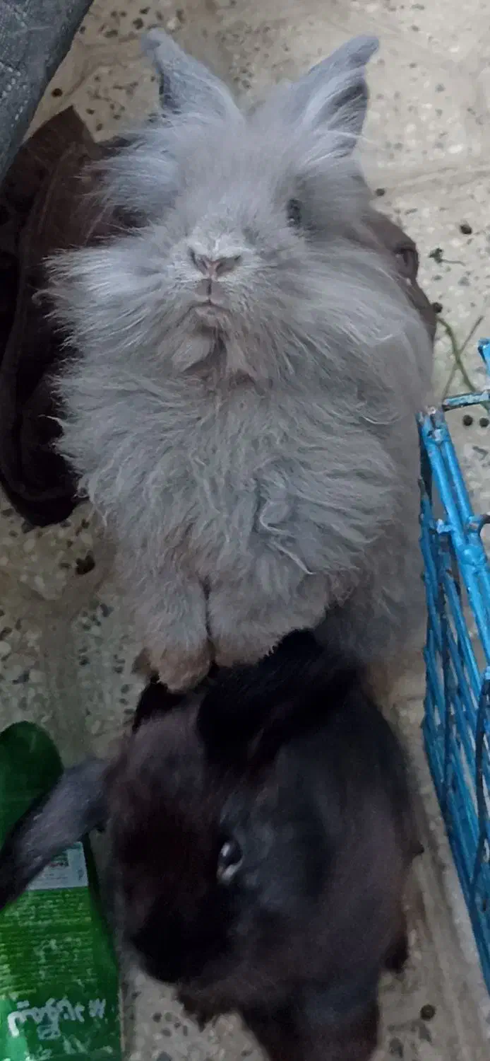 خرگوش لوپ هلندی|موش و خرگوش|بندرعباس, |دیوار