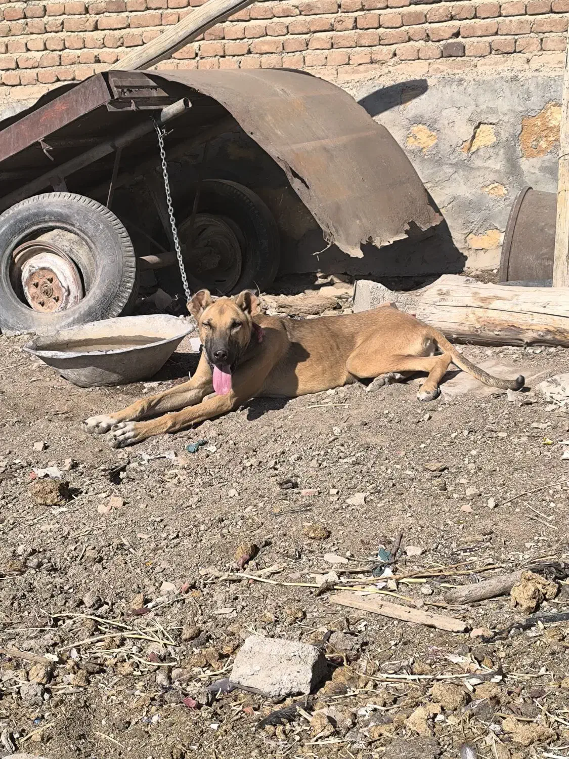 سگ ماده|سگ|گوگان, |دیوار