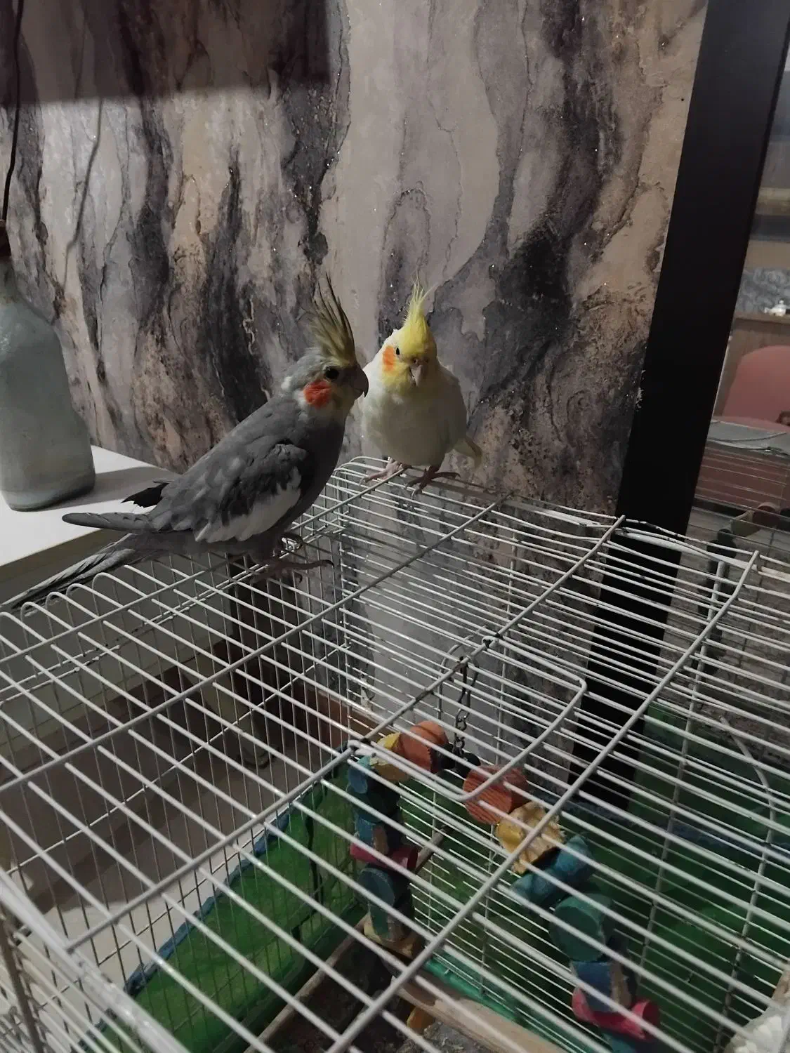 عروس هلندی|پرنده|رشت, یخسازی|دیوار