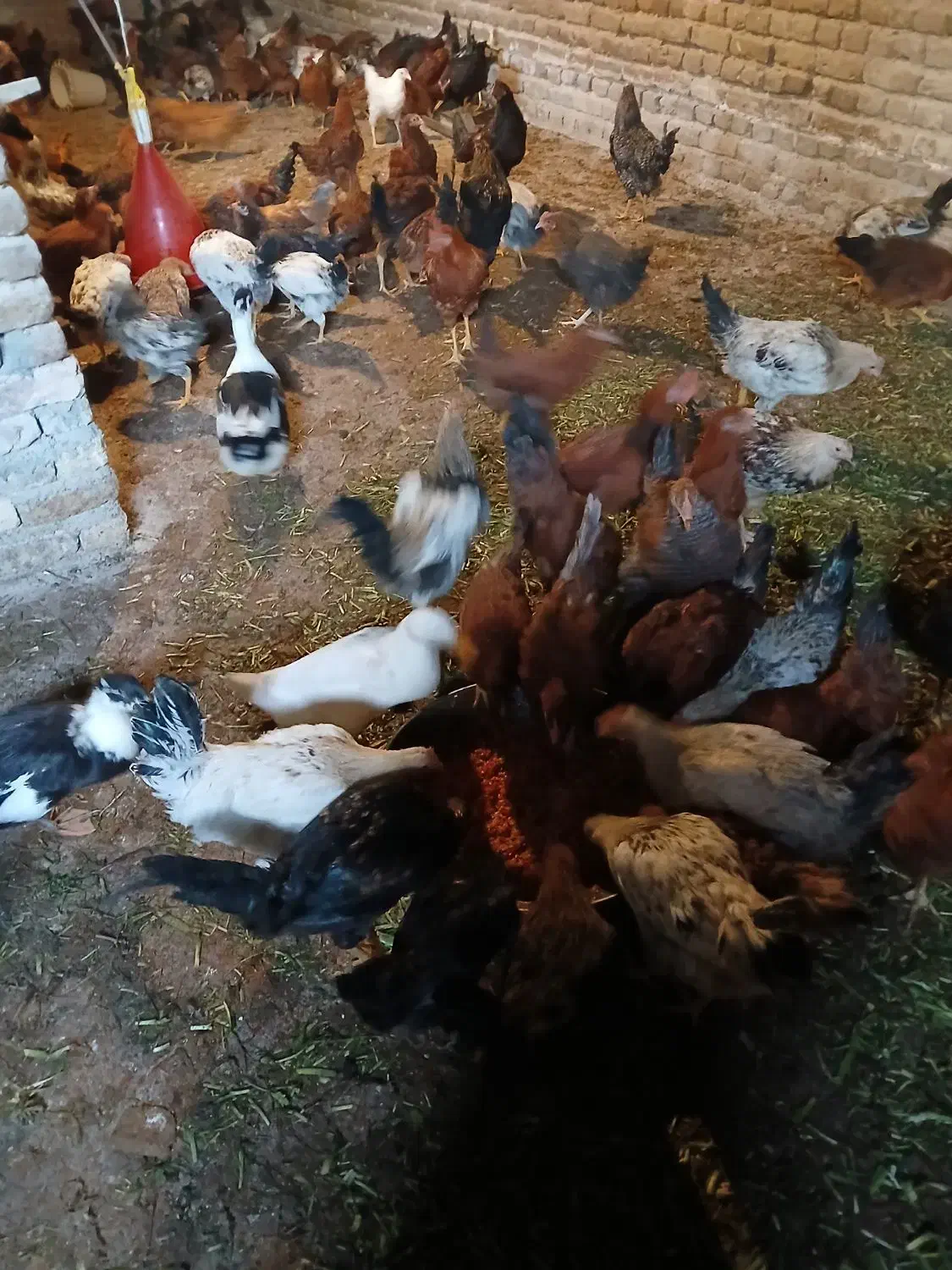 بوقلمون .مرغ و خروس|حیوانات مزرعه|قزوین, |دیوار