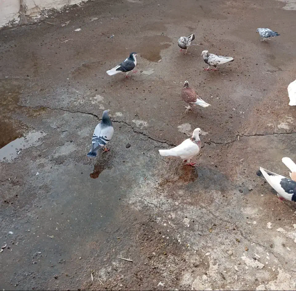 کبوتر کشتی یا آشغالی|پرنده|شوشتر, |دیوار