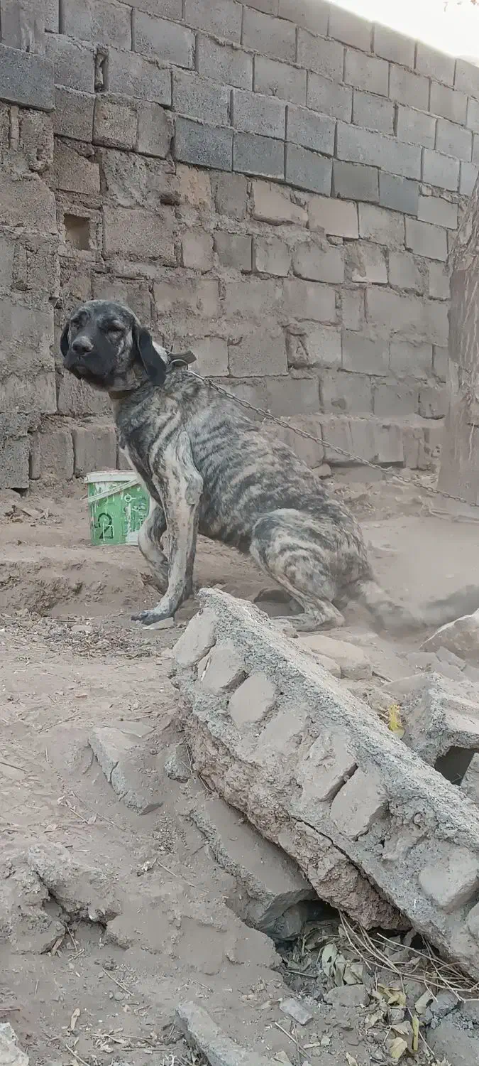 سگ ماده کانگال|سگ|ملکآباد, |دیوار