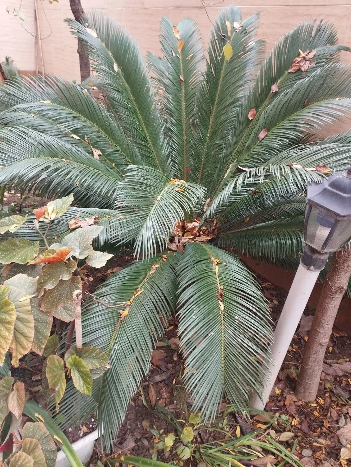 گل سکاس|گل و گیاه طبیعی|بابل, |دیوار