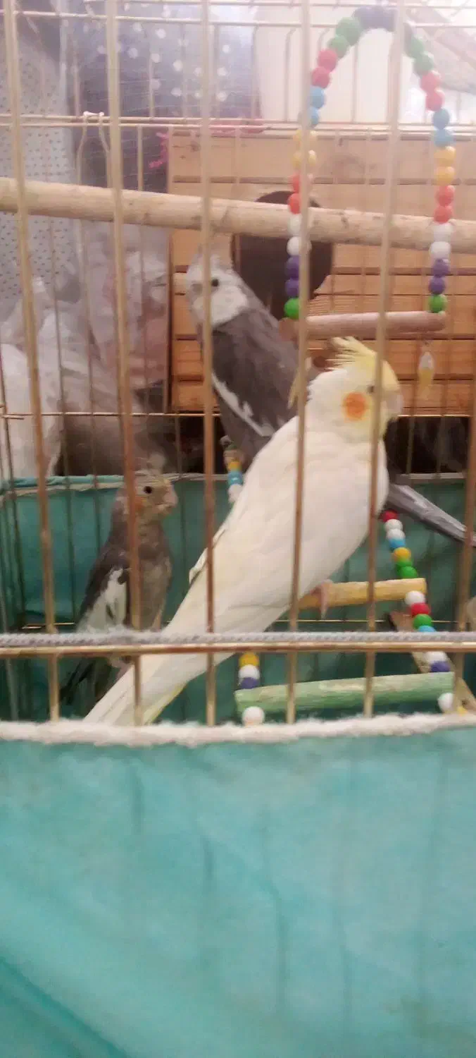 عروس هلندی سلام|پرنده|اسدآباد, |دیوار