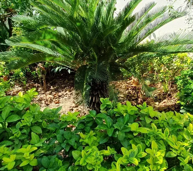 سیکاس|گل و گیاه طبیعی|رشت, گلسار|دیوار