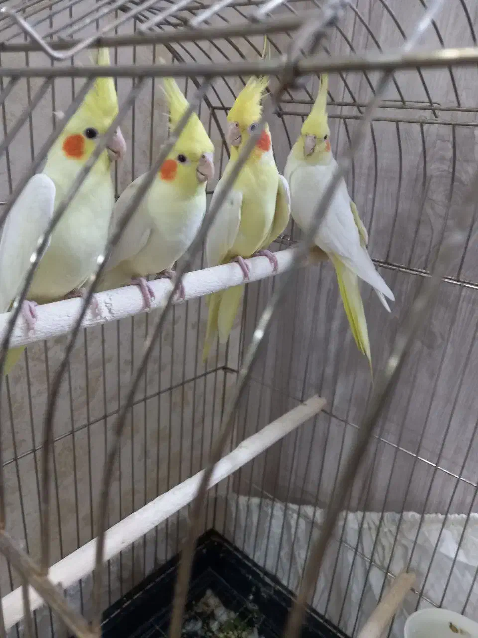 عروس هلندی دوتا نر سخنگو و۳تا جوجهاش شهرری|پرنده|ری, حمزهآباد|دیوار