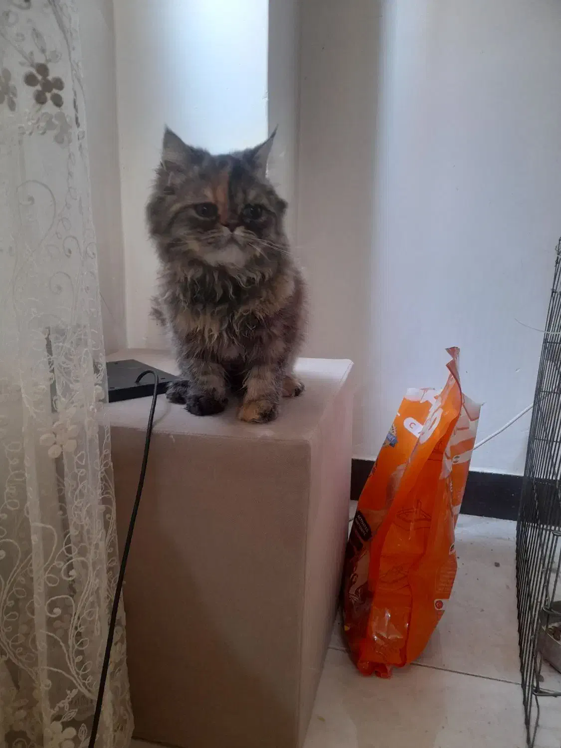 گربه پرشین|گربه|اشتهارد, |دیوار