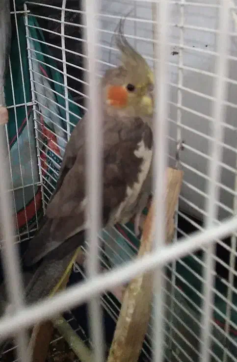 «عروس هلندی ماده»|پرنده|ملایر, |دیوار