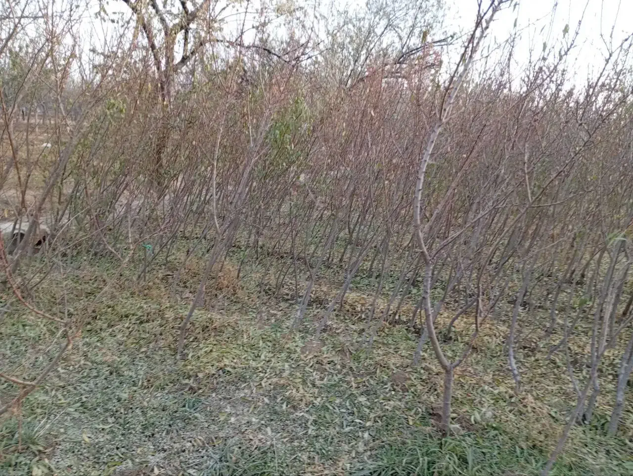 فروش نهال بادام آذر و نهال درخت بلوط|خدمات باغبانی و درختکاری|خسروشاه, |دیوار