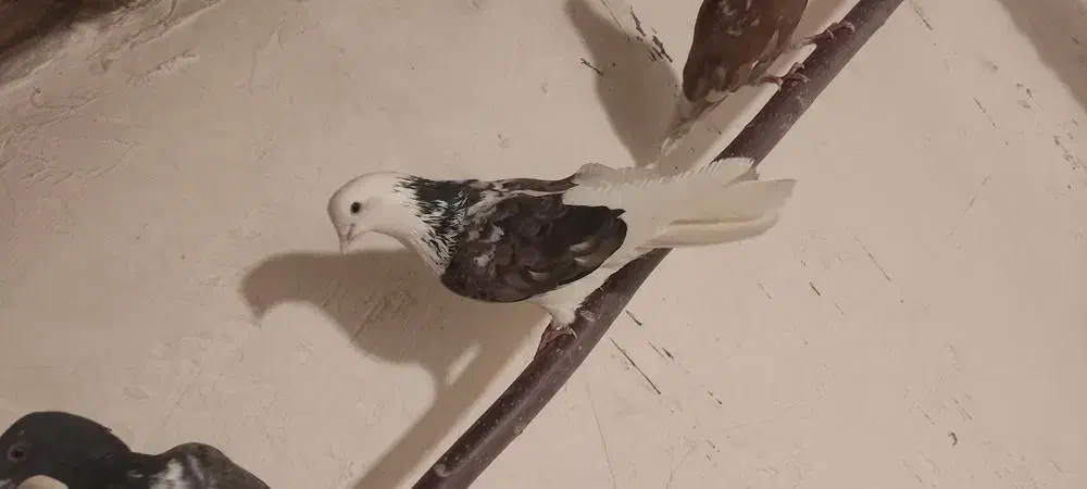 کبوتر پرشی|پرنده|بزینه رود, |دیوار