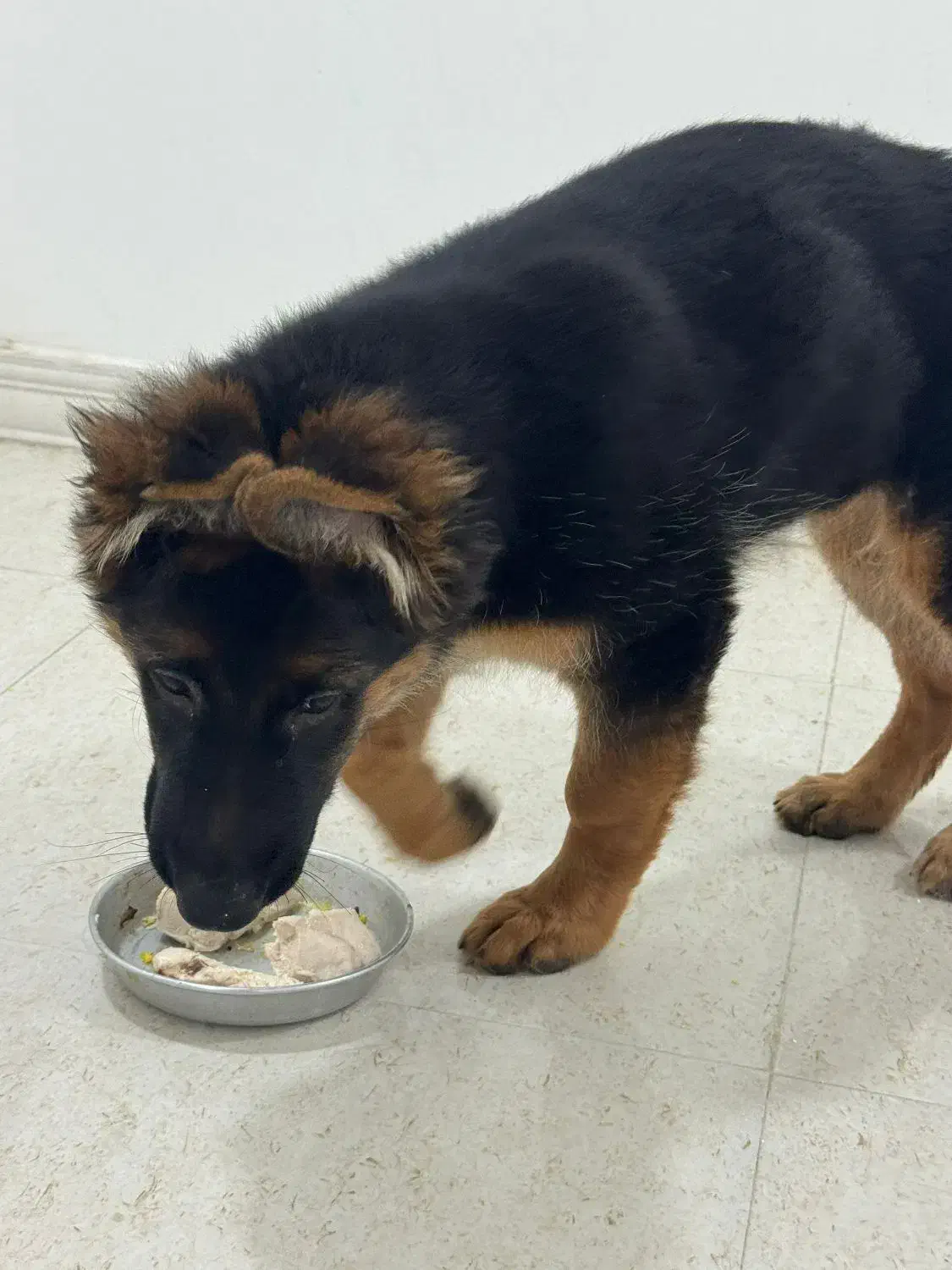 ژرمن شپرد|سگ|بوشهر, |دیوار