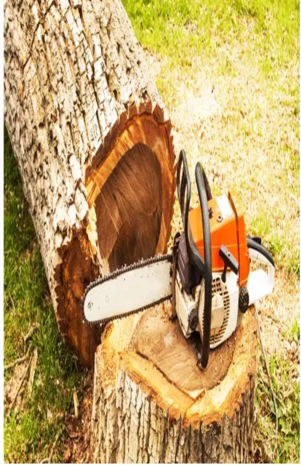 هرس درختان و سم پاشی|خدمات باغبانی و درختکاری|خمینی‌شهر, |دیوار