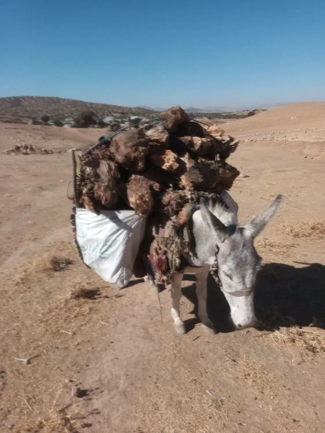 الاغ|حیوانات مزرعه|کوهدشت, |دیوار