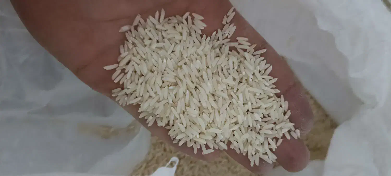 برنج طارم برنج محلی برنج مازندران|خوردنی و آشامیدنی|مشهد, ابوذر|دیوار