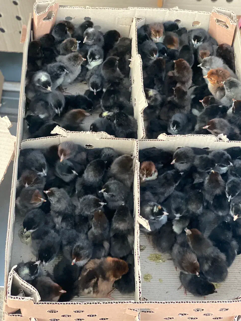 جوجه بلک تمام سیاه|حیوانات مزرعه|کاشان, شهرک فرهنگیان|دیوار