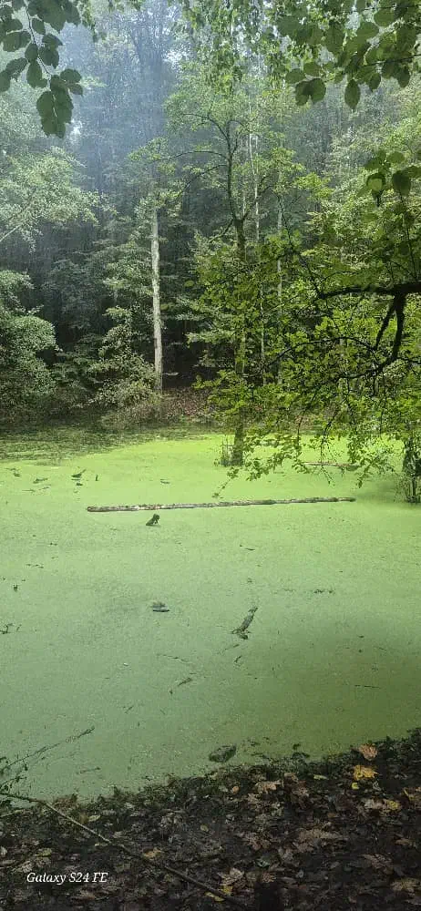 یک قطعه طلا پیدا شده|اشیا|کرج, شهرک شهید احسانی نژاد|دیوار