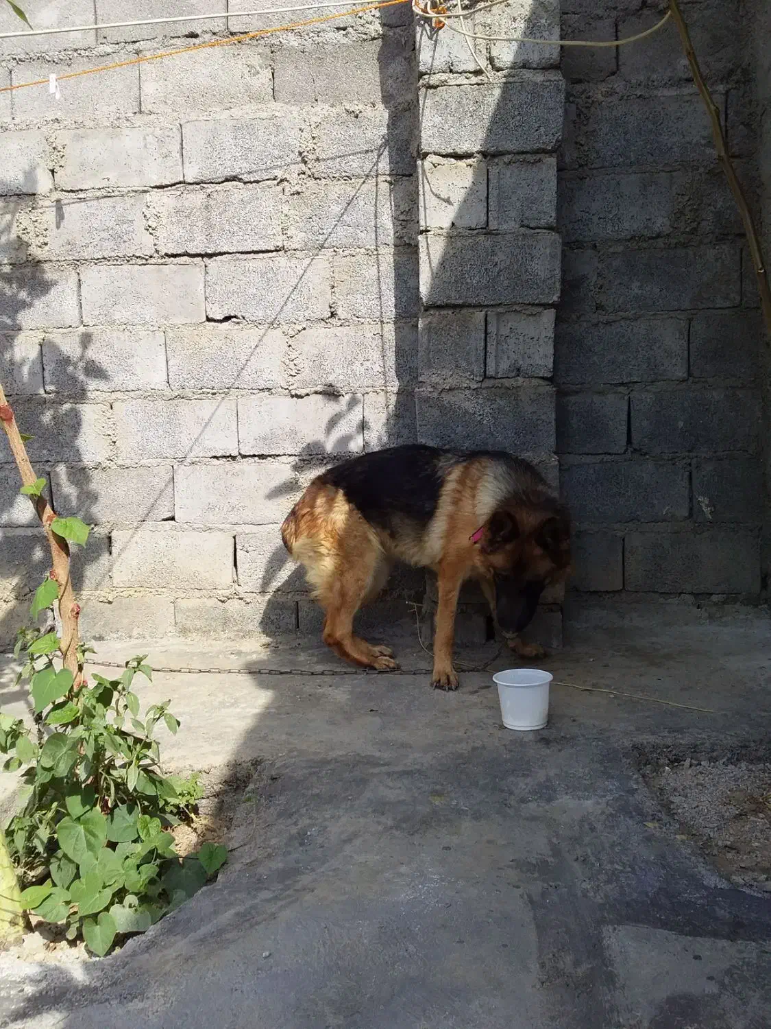 ژرمن شپرد شولاین|سگ|دورود, |دیوار