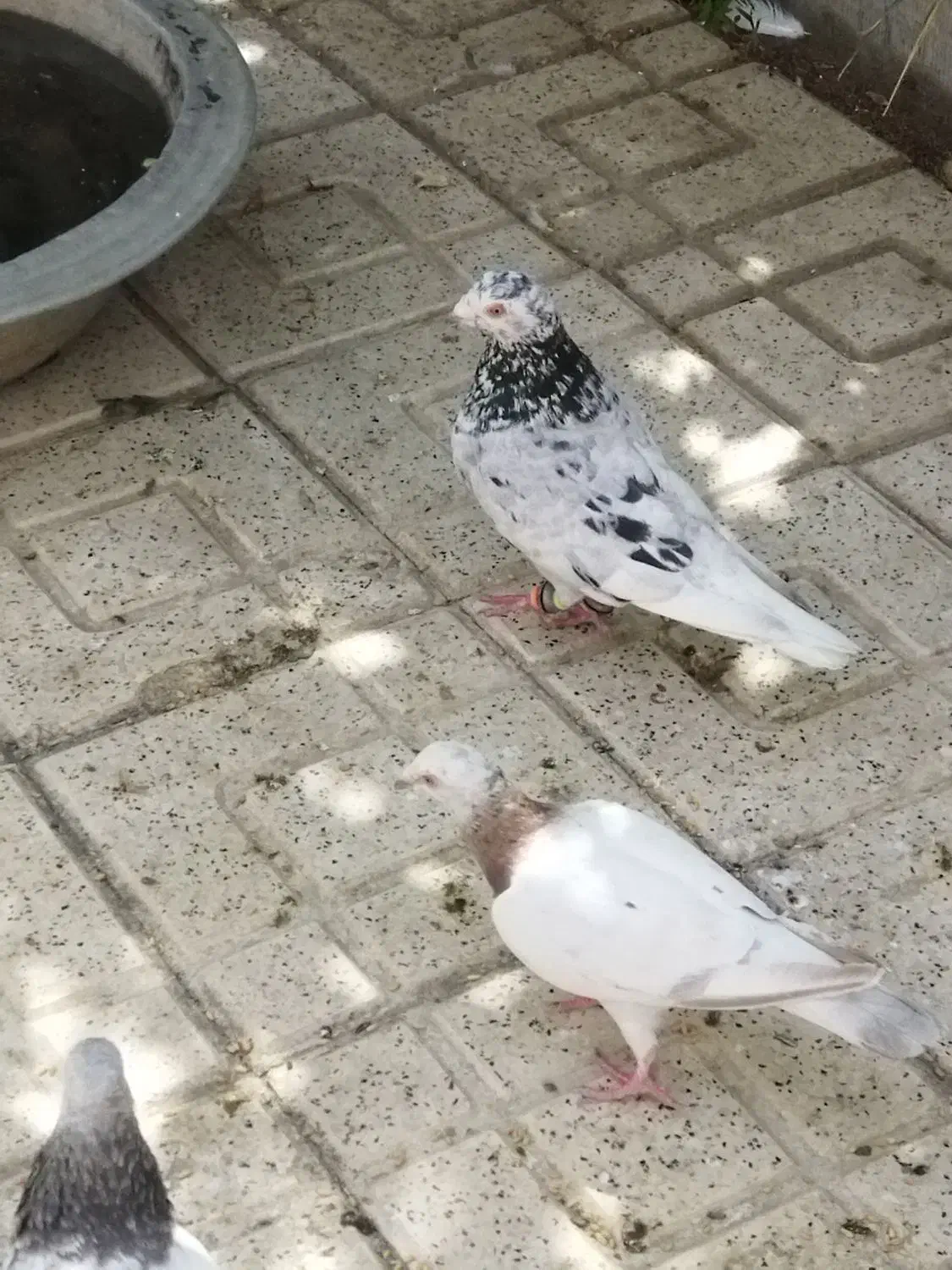 سار سرور|پرنده|گلبهار, شهر جدید گلبهار|دیوار