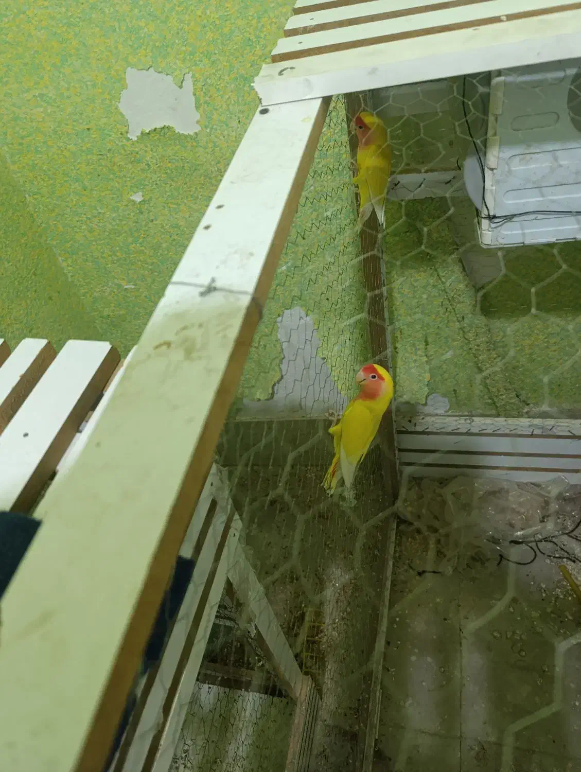 یک جفت کوتوله مولد|پرنده|رفسنجان, |دیوار