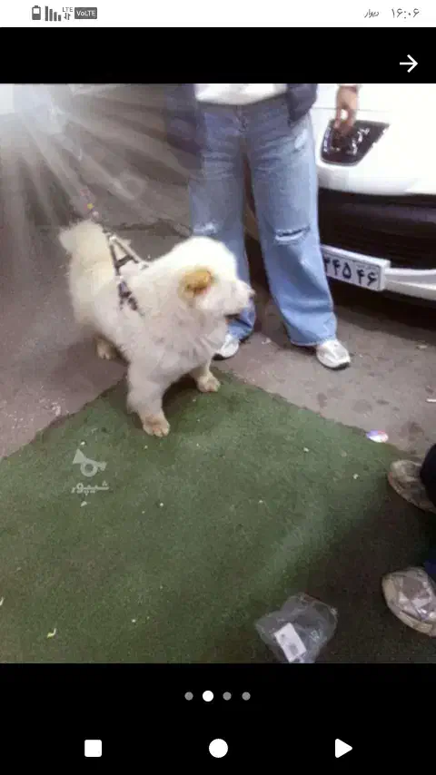 سگ چاوچاو|سگ|رشت, صفاری|دیوار