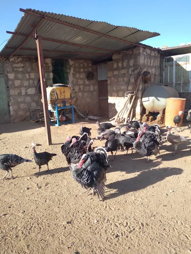 فروش بقلمون|حیوانات مزرعه|کوهدشت, |دیوار