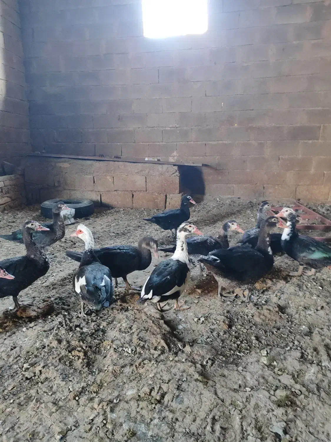 اردک اسرائیلی|حیوانات مزرعه|صحنه, |دیوار