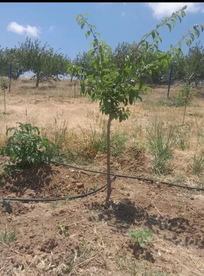 باغ ۵۲۰ متری قطره ای از باغات دیزبین قیمت توافقی|فروش خانه و ویلا|اهر, |دیوار